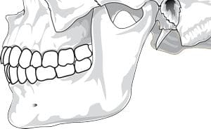 11knochen zahn